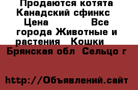 Продаются котята Канадский сфинкс › Цена ­ 15 000 - Все города Животные и растения » Кошки   . Брянская обл.,Сельцо г.